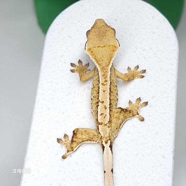 노멀