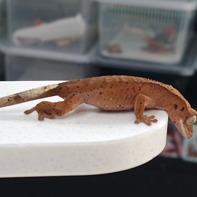 슈퍼달마시안 달마시안 레드 노멀