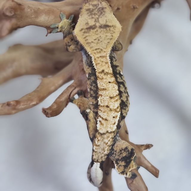 트라이 익스트림할리퀸 바브
