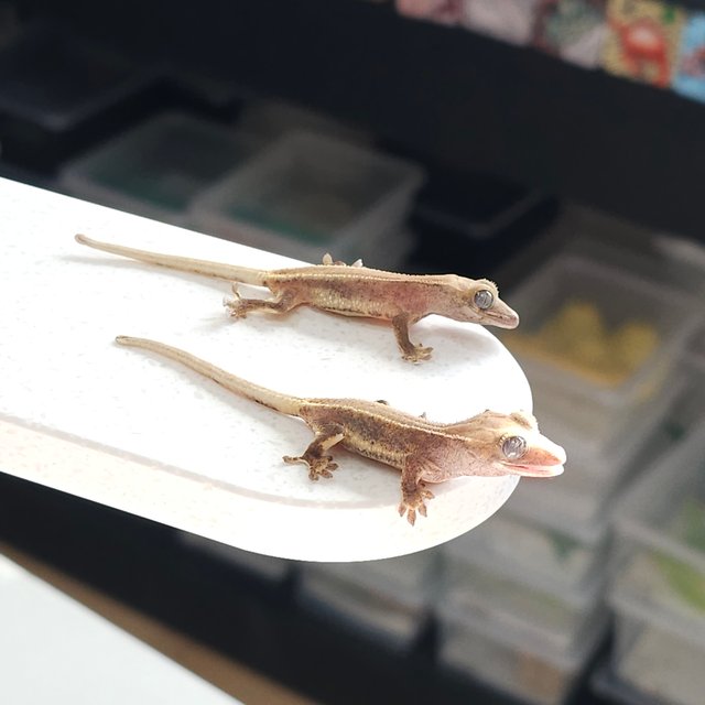 하이포 릴리화이트