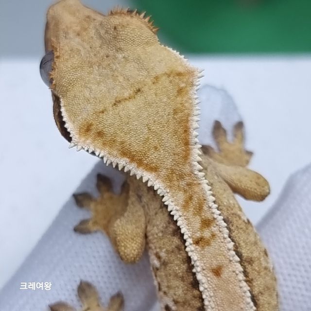 노멀 젠젝스 바브