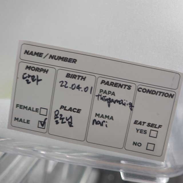 슈퍼달마시안 레드 달마시안