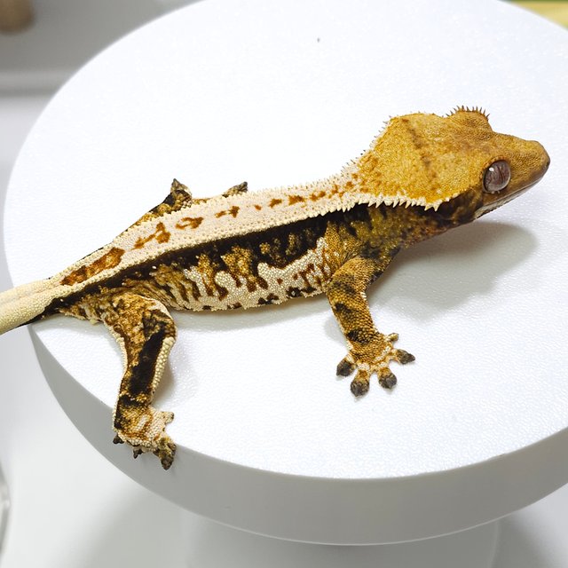 노멀 트라이 쿼드 풀핀