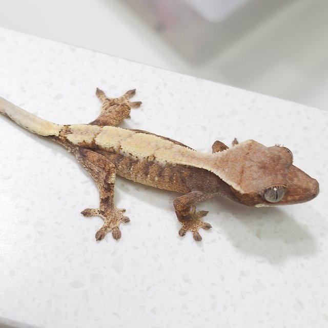 세이블 트라이 드리피 화이트스팟 화이트포트홀