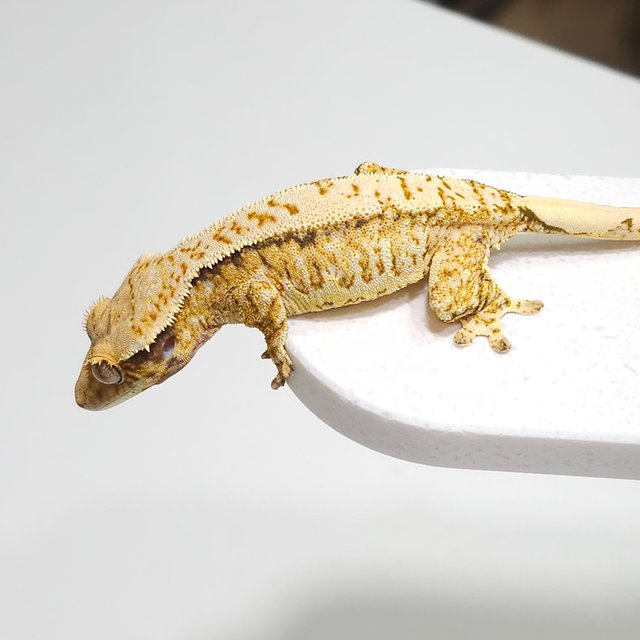 노멀 트라이 화이트스팟 드리피 풀핀 텐저린