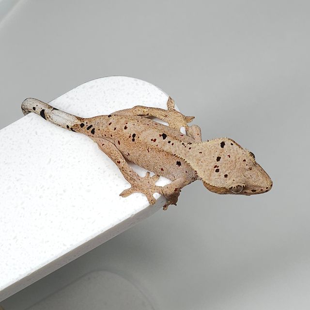 레드 슈퍼달마시안