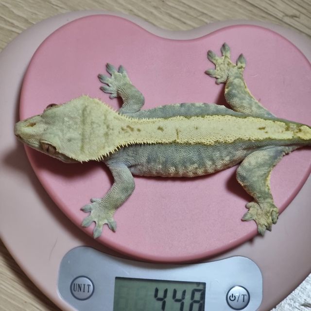 솔리드백 익스트림할리퀸