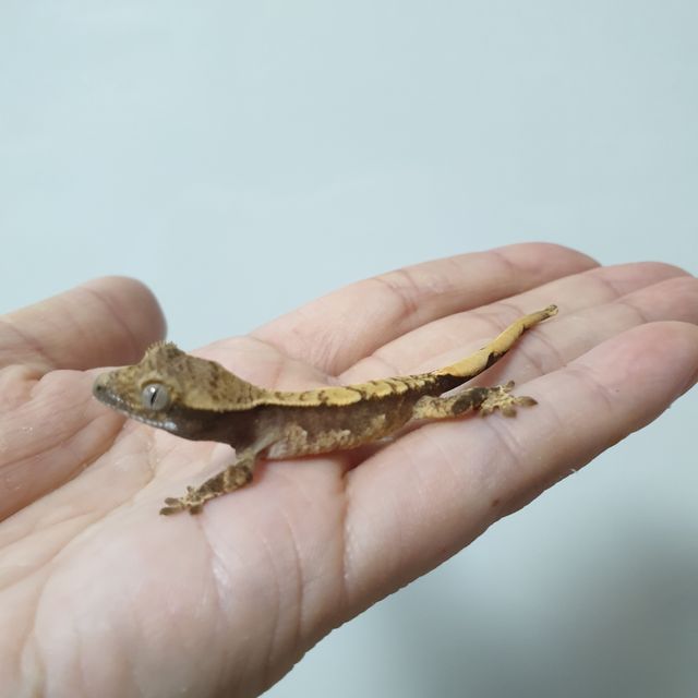 트라이