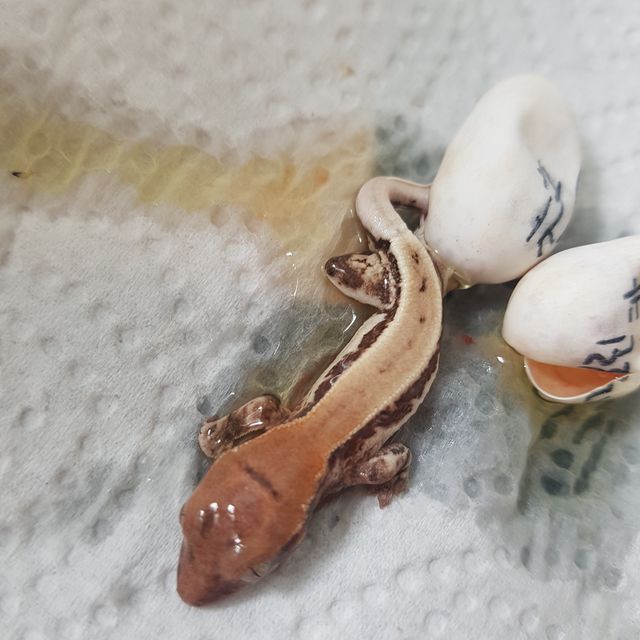 프라푸치노