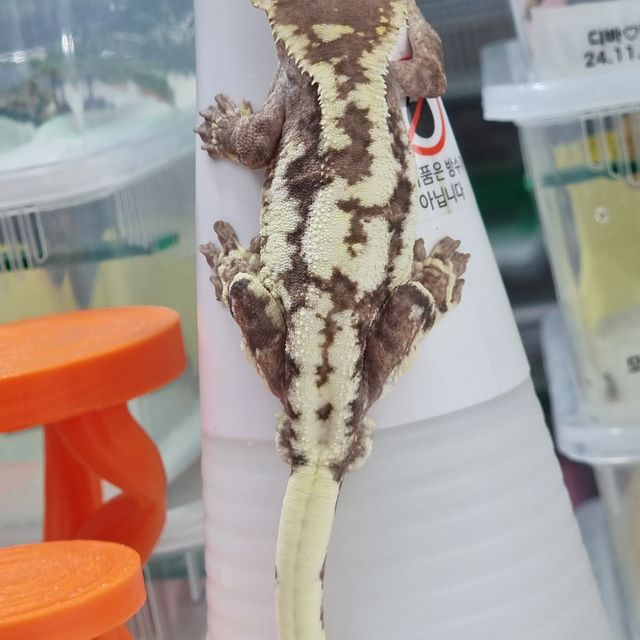 프라푸치노