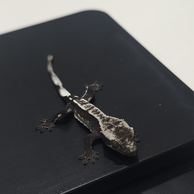 아잔틱 쿼드 풀핀 화이트포트홀 화이트핀 화이트