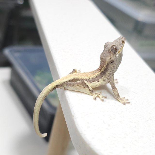 솔리드백 릴리 세이블 드리피 화이트핀 화이트스팟 슈퍼스트라이프