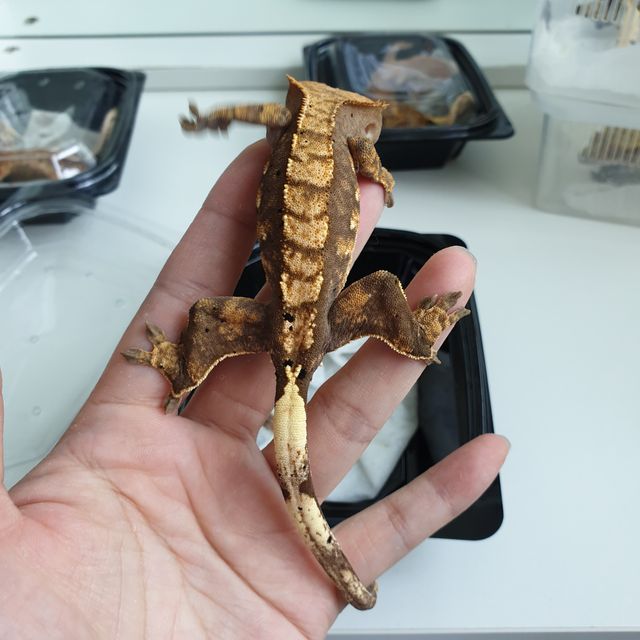 노멀 달마시안 쿼드 다크