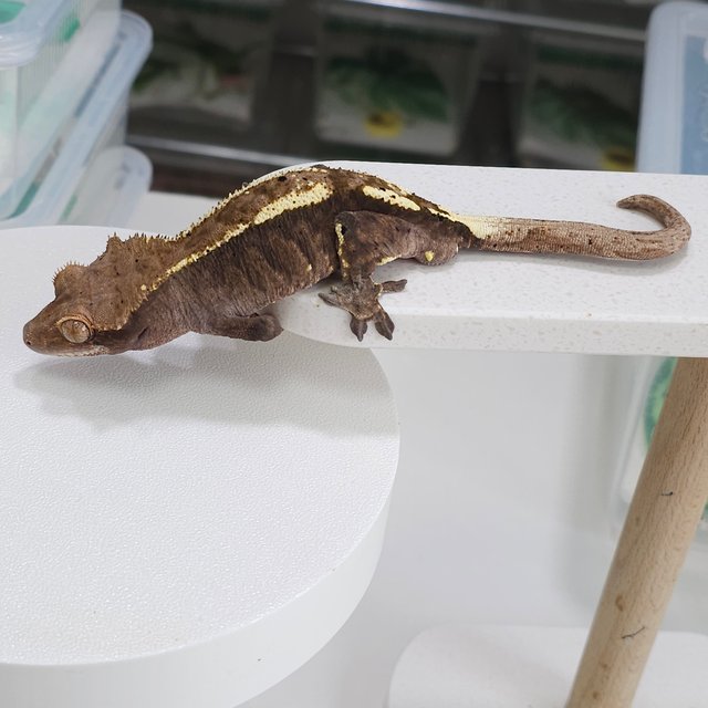 100%헷아잔틱 카푸치노