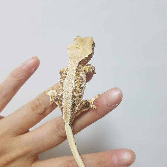 릴리화이트 트라이 익스트림할리퀸 화이트