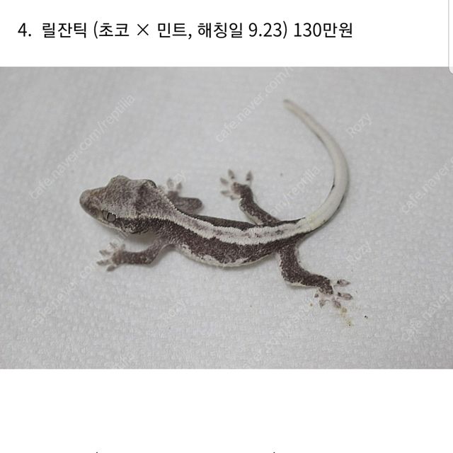 릴리화이트 아잔틱