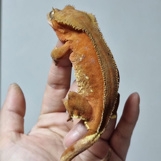 바이 레드