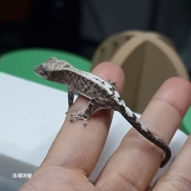 루왁 릴리