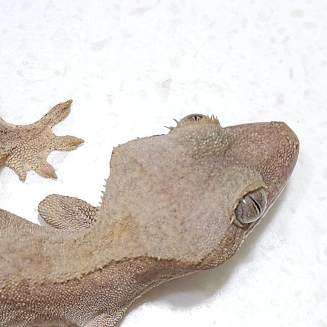 하이포 100%헷아잔틱