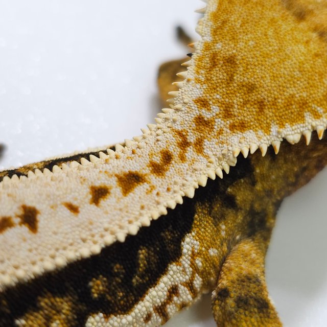 노멀 트라이 쿼드 풀핀