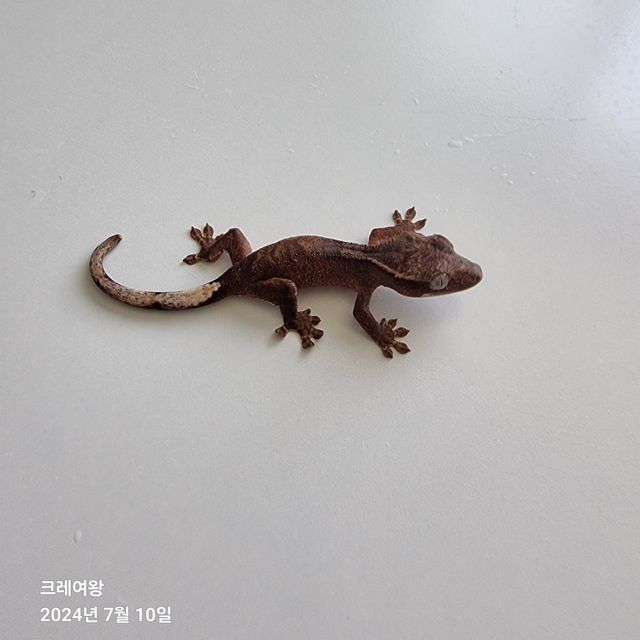 다크 팬텀 패턴리스
