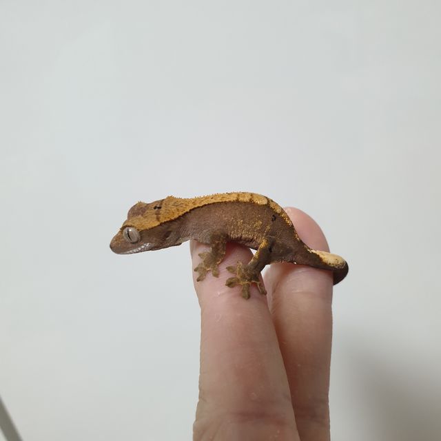 플레임 다크 블랙 챠콜