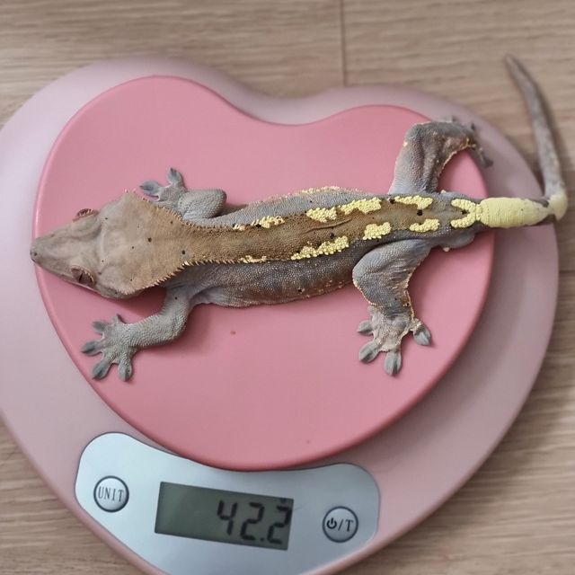 카푸치노