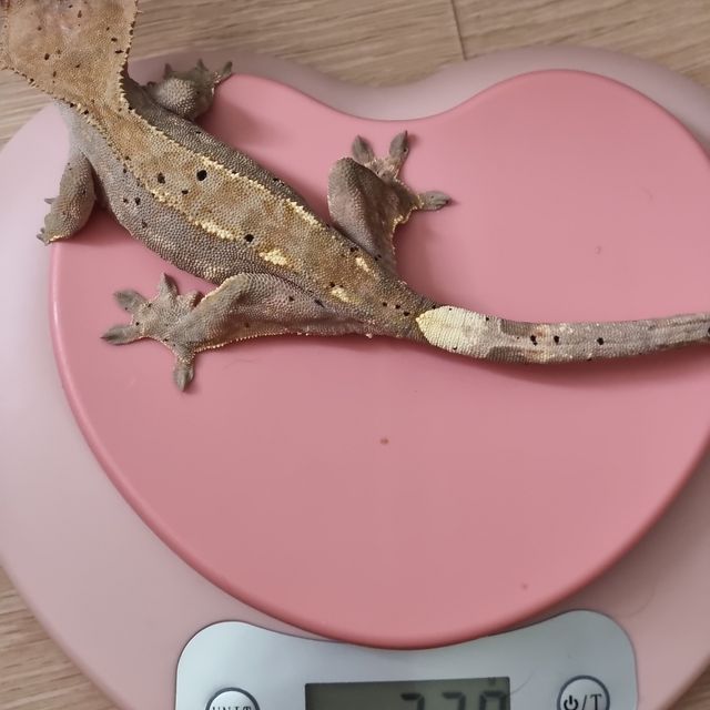 카푸치노