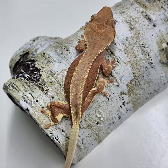 레드 팬텀 릴리화이트