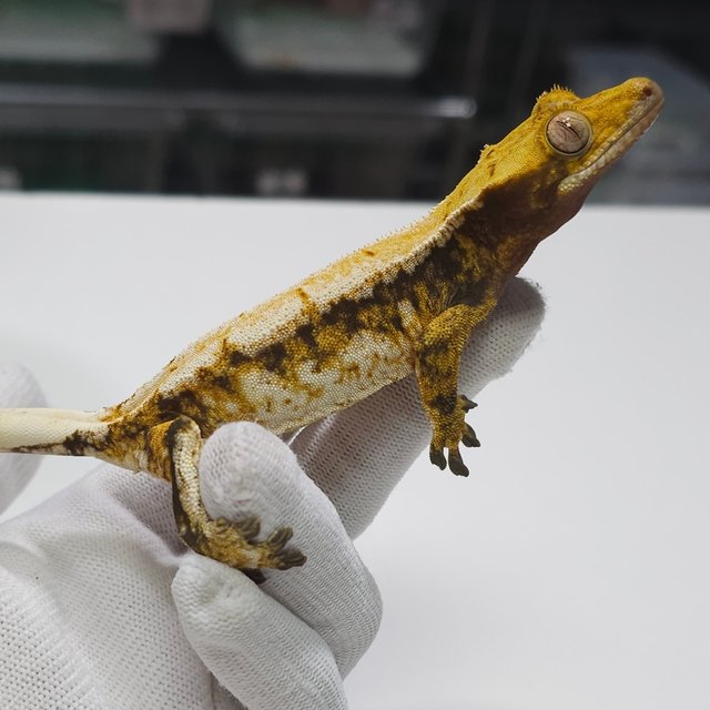 노멀 트라이 드리피 익스트림할리퀸 화이트스팟 화이트핀