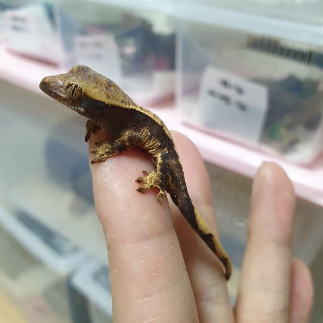트라이 쿼드
