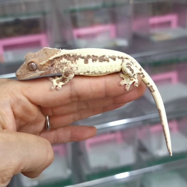 프라푸치노