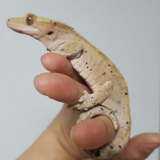 슈퍼달마시안