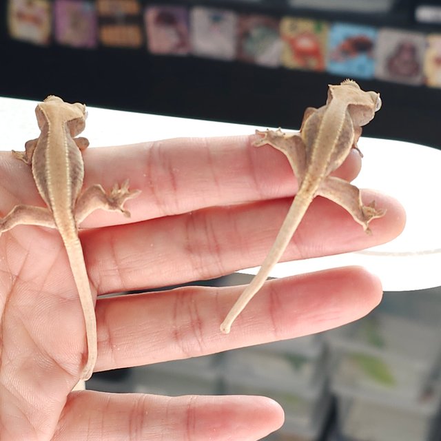 하이포 릴리화이트