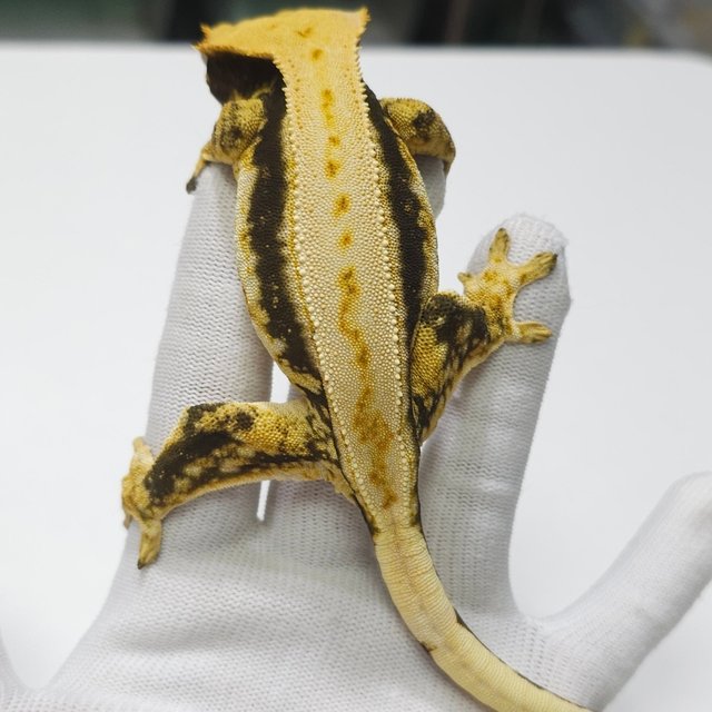 노멀 드리피 쿼드 풀핀 트라이