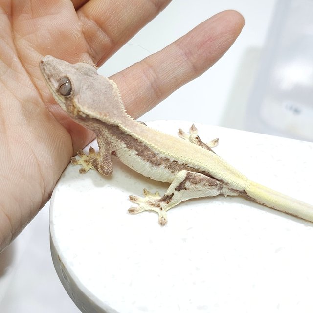 릴리 세이블 드리피 솔리드백