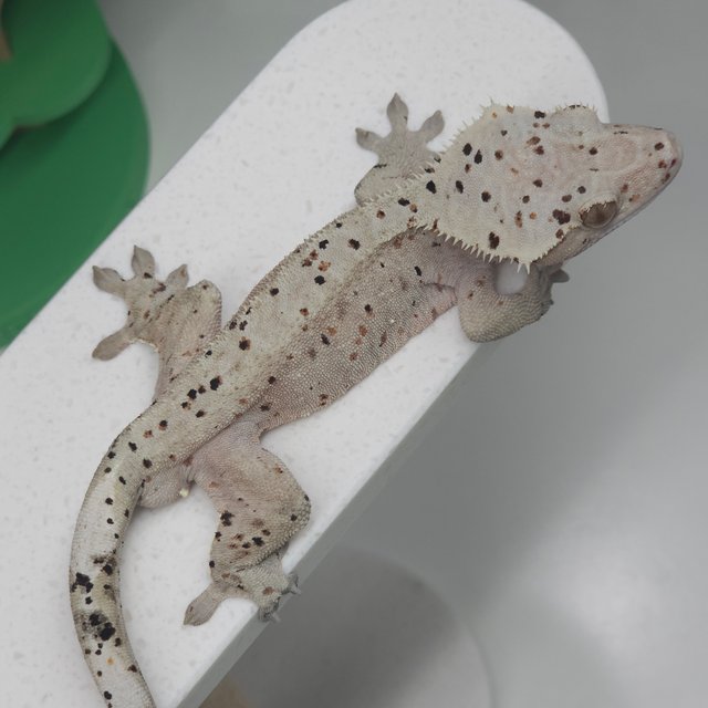 슈퍼달마시안 레드 달마시안