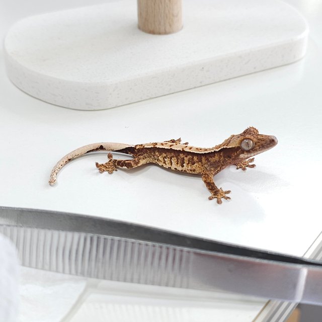 노멀 트라이 드리피 익스트림할리퀸 화이트스팟 텐저린