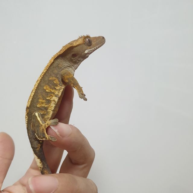 트라이 익스트림할리퀸 할리퀸 다크 블랙 텐저린