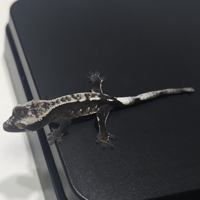 아잔틱 쿼드 풀핀 화이트포트홀 화이트핀 화이트