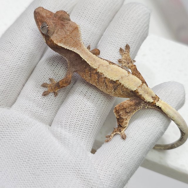 세이블 트라이 드리피 화이트스팟 화이트포트홀