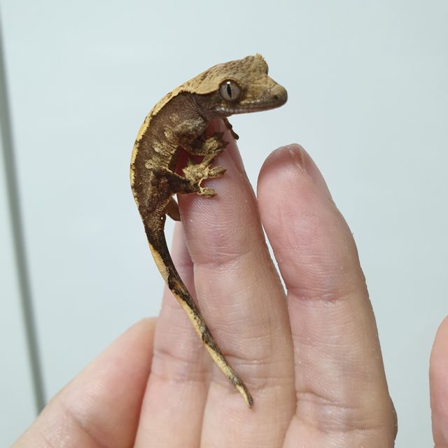 트라이