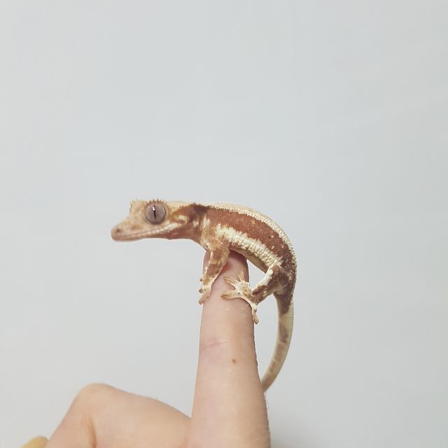 릴리화이트 레드 드리피 화이트
