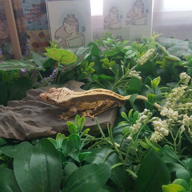 노멀 엠티백 다크 오닉스