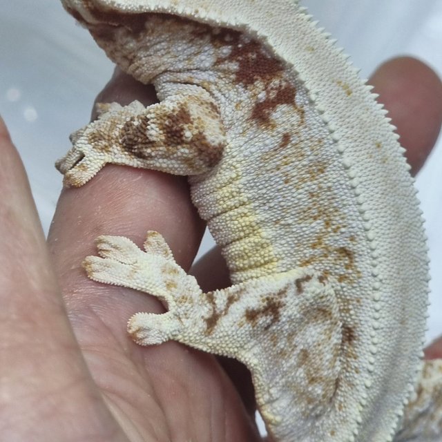 레드 릴리화이트