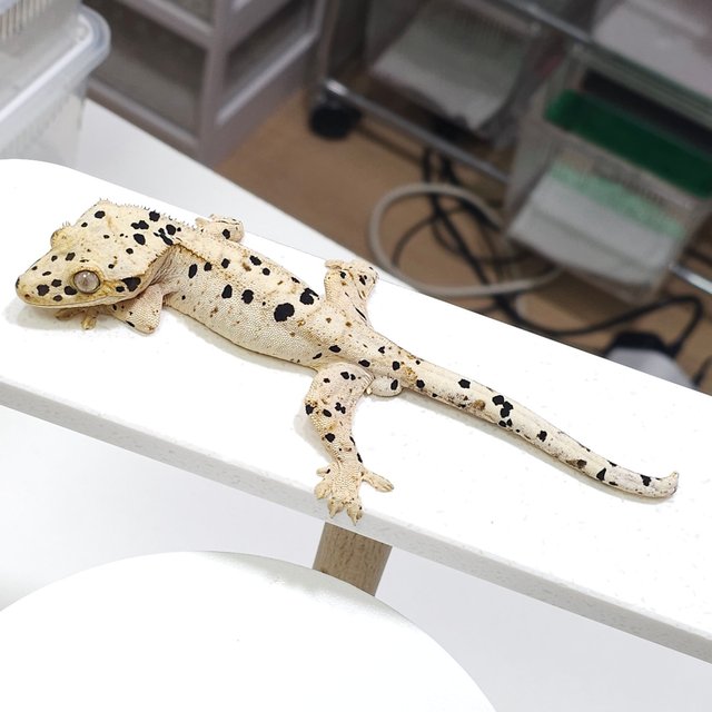 슈퍼달마시안 화이트