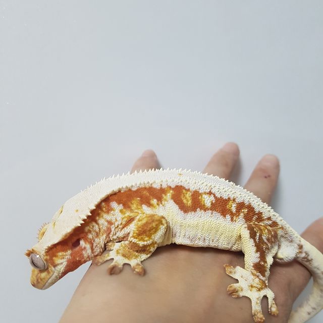 릴리화이트 레드