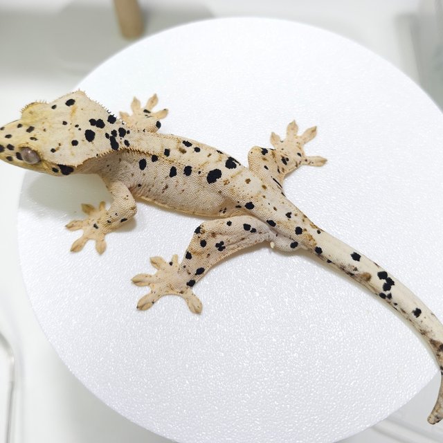 슈퍼달마시안 화이트