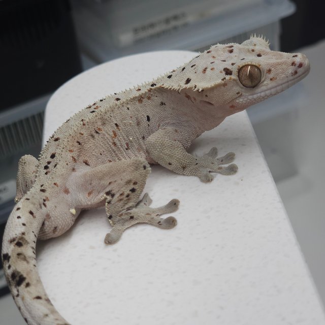 슈퍼달마시안 레드 달마시안