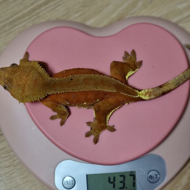 바이 레드